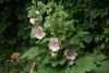 DSC05494.thumb.JPG.4d05a10ba9d7513e299df5a0910bd9cd.JPG