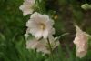DSC05495.thumb.JPG.9e7ef50158e4b03a3c4bc0b74de463b7.JPG