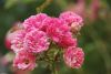 DSC05496.thumb.JPG.1ddc43d5bacda6d6d1bd40bfef82355c.JPG