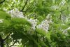DSC05525.thumb.JPG.a3eebe9f3c4e8df3cca21ff1b8467ee8.JPG