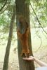 DSC06220.thumb.JPG.46d3d8c0c33fef76cffd43c0a9a0d979.JPG