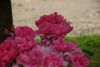 DSC06337.thumb.JPG.280662018db4607a49c9c5429c1a2e8b.JPG