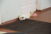 DSC06386.thumb.JPG.2a4bb88f18ad210225900554466c7306.JPG