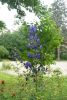 DSC06457.thumb.JPG.f933807706af45113f50d03fbe647e11.JPG