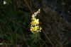 DSC06914.thumb.JPG.f01f01601402c87eee3eb8cdf91f57b6.JPG