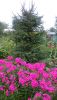 DSC_0576.thumb.JPG.b7c4e4edc84dac0c275ff07ed68f04b1.JPG