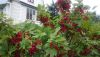 DSC_0579.thumb.JPG.6db2bee5471ba9f66ad05f792145dd19.JPG