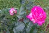 DSC_0586.thumb.JPG.72658e0041215749047e34f19df68fab.JPG