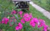 DSC_0598.thumb.JPG.cc61f4ec32f4661f0810e6ebc8a5d5a7.JPG