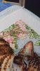 DSC_0669.thumb.jpg.993e17e649ae9acd94973aeef565a5c7.jpg