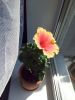 IMG_20180711_145918.jpg