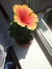 IMG_20180711_150059.jpg