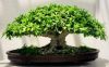 bonsai_uhod.thumb.jpg.14a13a5941a4034a51e599a41e441f0d.jpg