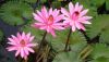 lotus-2992870_960_720.jpg