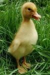 Аватар Duckling