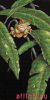 Dimensions 35251, Древесная лягушка в листве (Tree Frog Among Leaves)
