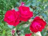 20180722_211211.thumb.jpg.323cc1ffb45ca7739d6cf74eb3505bf9.jpg