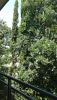 20180802_131014.thumb.jpg.24af6bf2c4288b64ee2affed06771924.jpg