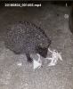 20180804_122920.thumb.png.114279d5826dce2fa5fcf1617764f6b6.png