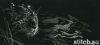 38395.thumb.jpg.016a6a442ec7b3a2f7d9e90a6ced477e.jpg