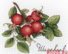 МП Cтудия НВ-630, Дары природы. Шиповник