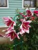 AA6A5DBF-453F-4519-A117-DDBC51D99F88.thumb.JPG.8a8698dba2e4dddaa130104001e54103.JPG
