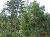 DSC00172.thumb.JPG.fe36a03142cc19738d9a0e770df69673.JPG