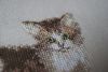 DSC01595_1.thumb.jpg.b7188c4eeb6c2273ab99c1857b67f50b.jpg