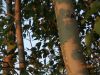 DSC09872.thumb.JPG.bdf7b19211693ae8fef6a644d740513b.JPG