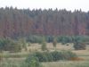 DSC09890.thumb.JPG.68e7fb4ff7750a3d51f99309dafe13bb.JPG