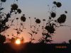 DSC09898.thumb.JPG.f9cd3f86bc01da2bc9c51f6bbc8fe412.JPG