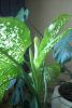 DSCN0182.thumb.jpg.493e525b6ba859ddb9f2665b7203c1ae.jpg