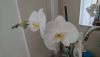 DSC_0673.thumb.JPG.e6d762fe3f24bdeaa174e9d73eb7c832.JPG