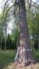 DSC_0684.thumb.JPG.eed7a4b36643bfa5b032c373fbd047b9.JPG