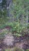 DSC_0698.thumb.JPG.c6e5e2f33b7f17026cbcf68b6d24366f.JPG