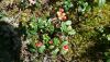 DSC_0699.thumb.JPG.e9b7b91bb99f58893bd1c5d283a884ce.JPG
