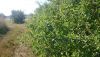 DSC_0716.thumb.JPG.16200ce0c169a432ed25054e0b71f21c.JPG