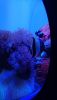 DSC_0728.thumb.JPG.3e12324395c10dda1a062a194ebbe83d.JPG