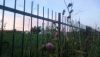 DSC_0730.thumb.JPG.94b94704352e2ebf3aa729fa9d88c565.JPG
