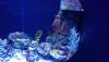 DSC_0734.thumb.JPG.d9505e1e2f0693983f573e475d254a19.JPG