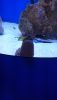 DSC_0735.thumb.JPG.589ab4263100481b4ced2b0ca4f1f48b.JPG