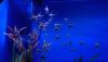 DSC_0736.thumb.JPG.d6c9df8af05d4e27b05a14154230da55.JPG