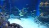 DSC_0756.thumb.JPG.4b9eb0c44e70b3c8b1eaddc01bb5973d.JPG