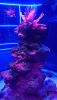 DSC_0761.thumb.JPG.8d8b93901fc4100a2c415e80157fe25e.JPG