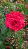 DSC_0762.thumb.JPG.c92ae86fd69944d1498aa52181720fbb.JPG