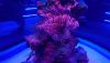 DSC_0764.thumb.JPG.66a6dfbb7d62e9c63bdeb436a63bbf09.JPG