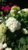 DSC_0770.thumb.JPG.1a07ae8db5cd756d4ca44a6eafbde8fc.JPG