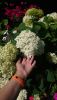 DSC_0771.thumb.JPG.1094cd3042ad298f9cb3ccb0cba25263.JPG