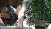 DSC_0777.thumb.JPG.2f0c17f8f39d5b8a7567ef6836cfb0eb.JPG