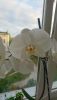 DSC_0792.thumb.JPG.8f3898cf243b4bb6b092f837736e78b1.JPG